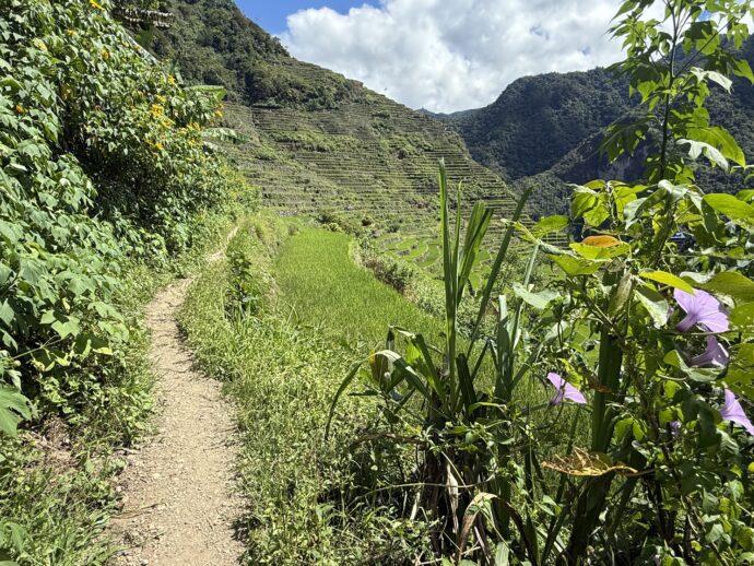 バタッドライステラスの歩道
