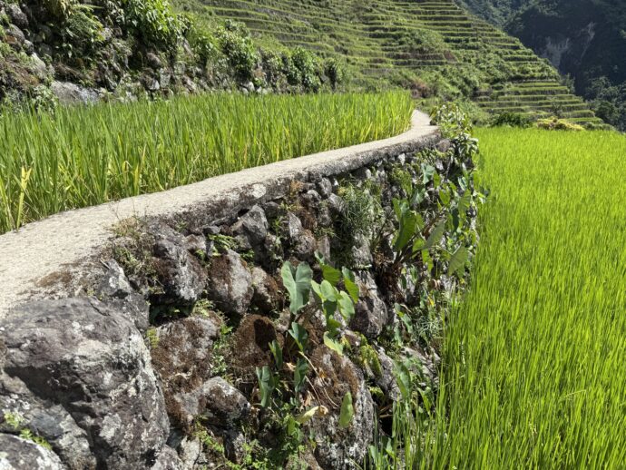 バタッドライステラスの歩道