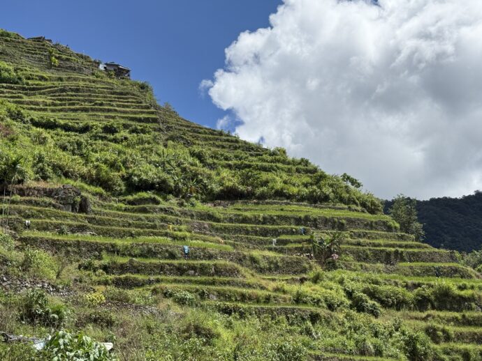 バタッドライステラス