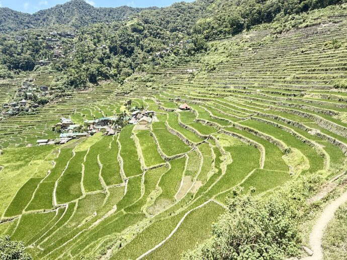 バタッドライステラス