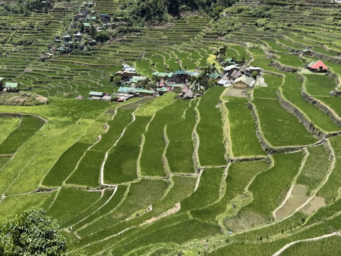 バタッドライステラス