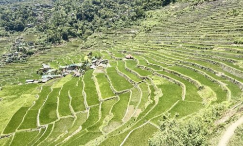 バタッドライステラス