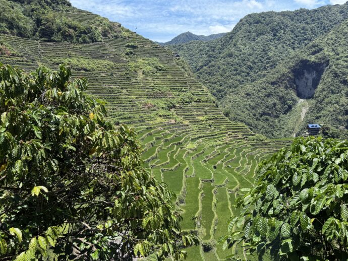 バタッドライステラ