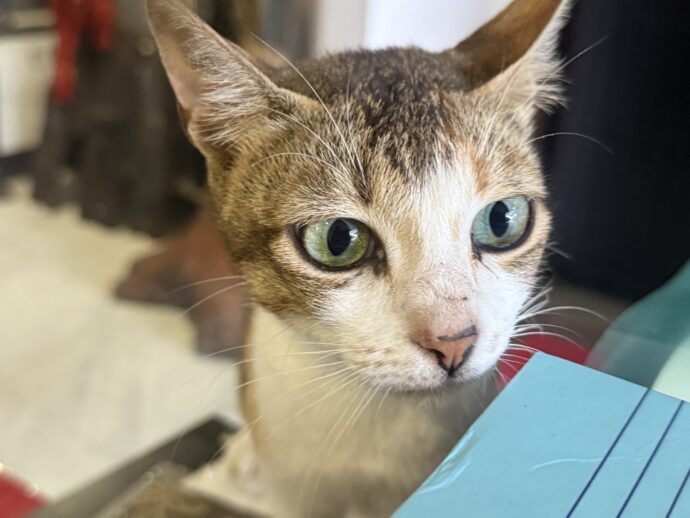 コルディレラ彫刻博物館にいた猫