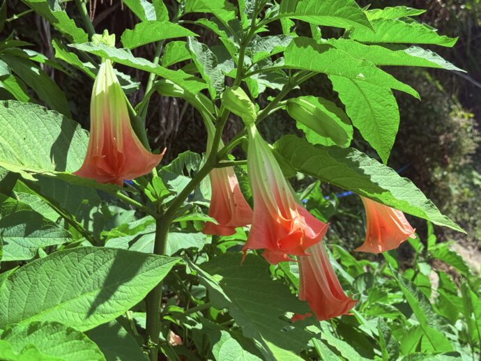 釣鐘のような花