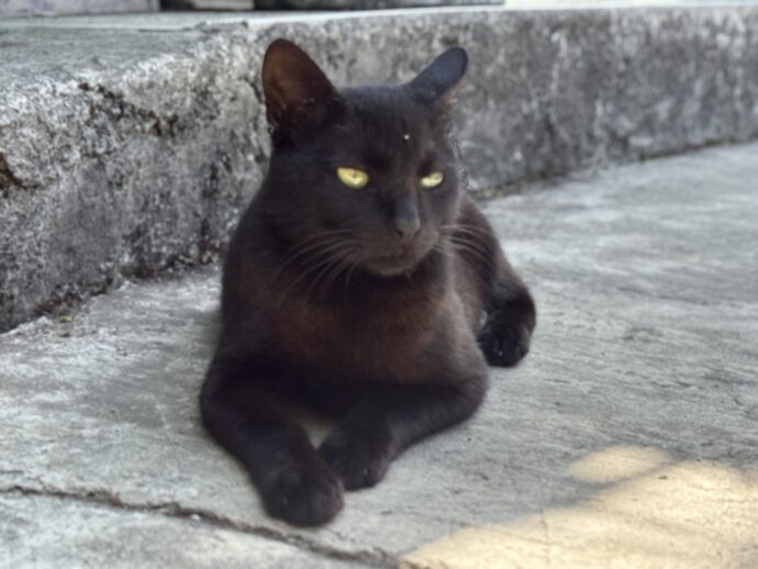 バナウェビューポイントの猫