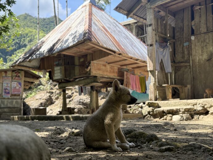バンガアンライステラスにいた犬