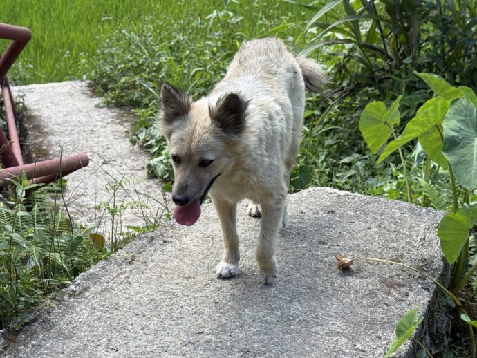 バンガアンライステラスにいた犬