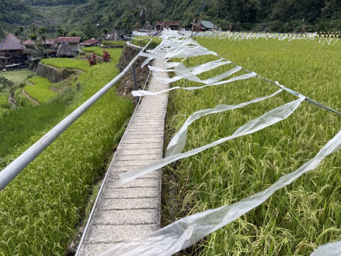 バンガアンライステラスの通路