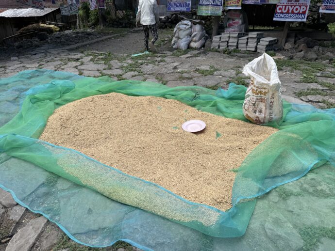 コメの天日干し