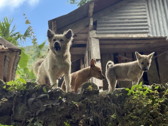 バンガアンライステラスにいた犬