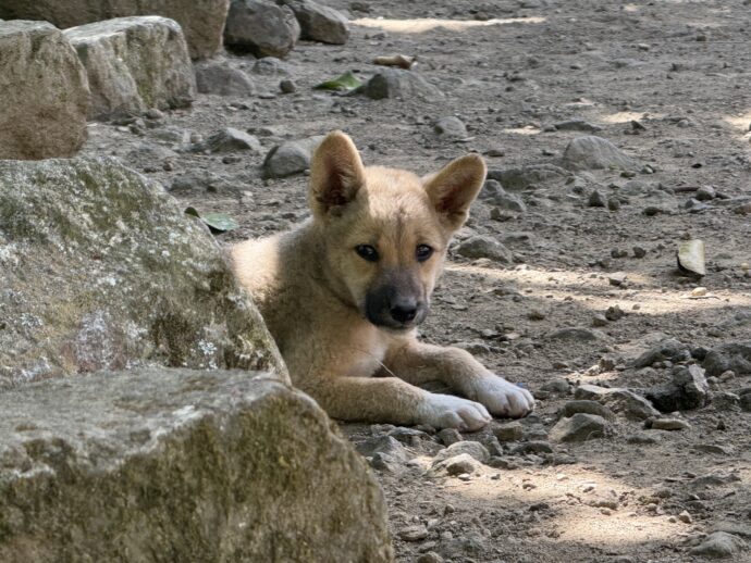 バンガアンライステラスにいた犬