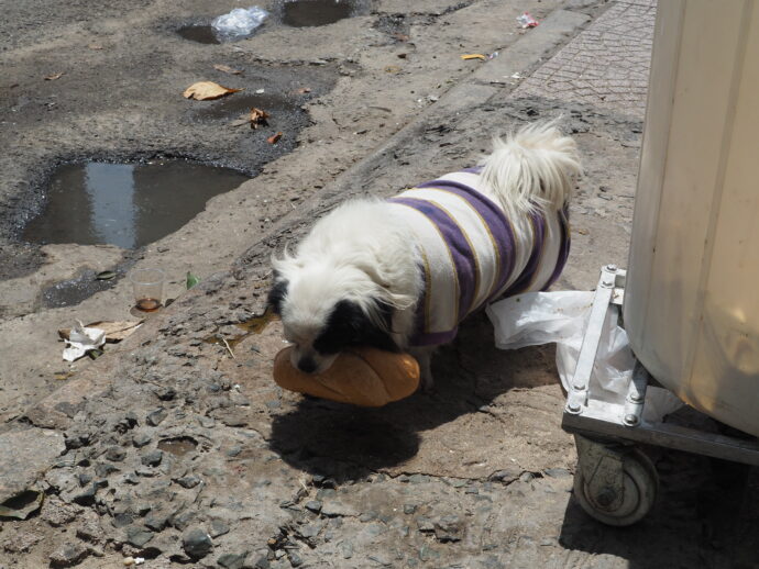 パンを加える犬