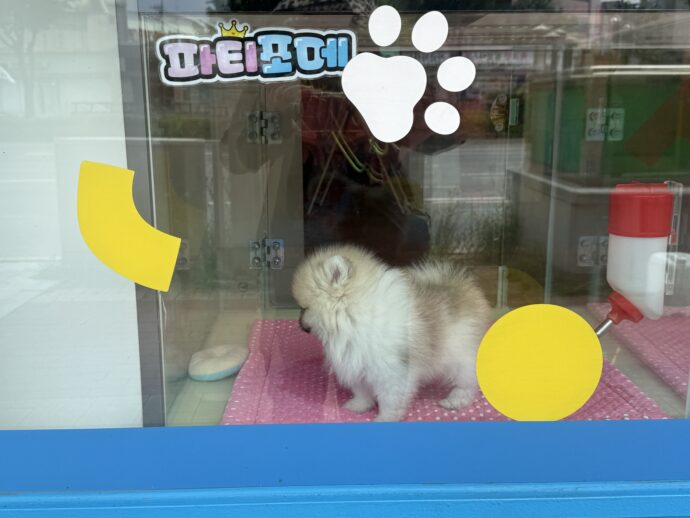 ペットショップ通り