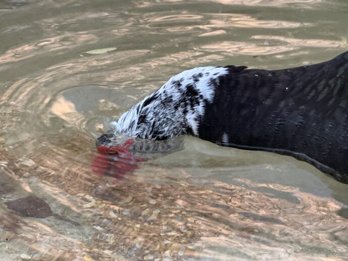 水中に頭を入れる鴨