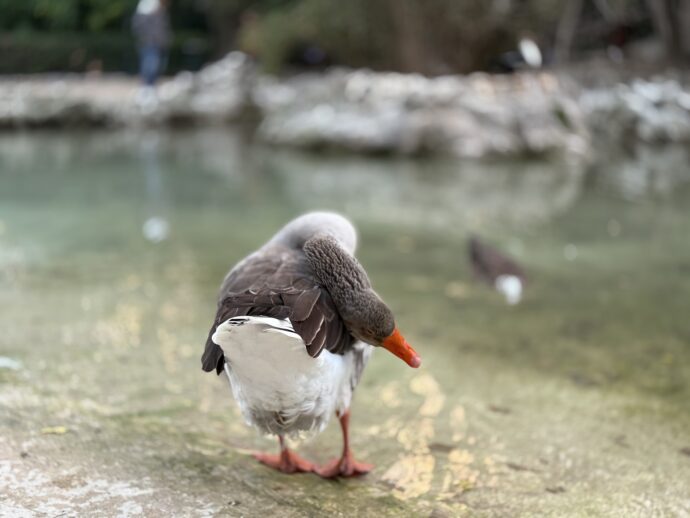 首をかしげるカモ