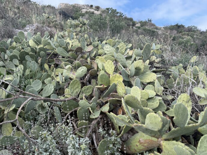 大きめのサボテン