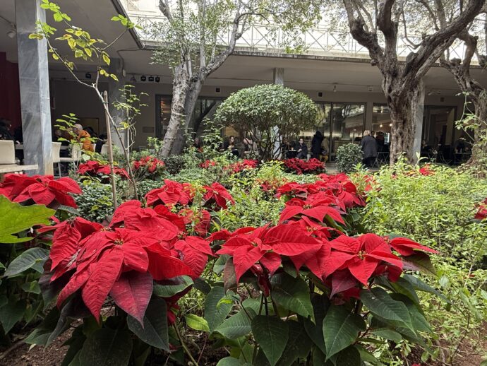 中庭のポインセチア
