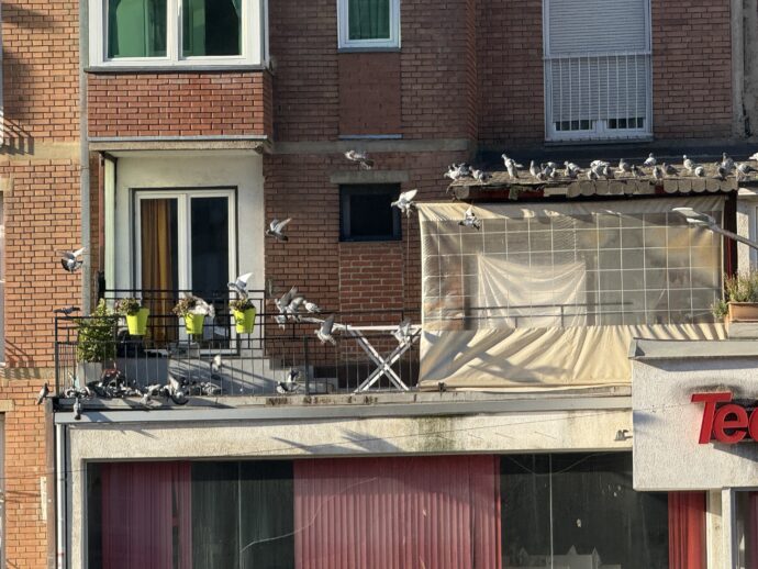 鳥が集まる家。