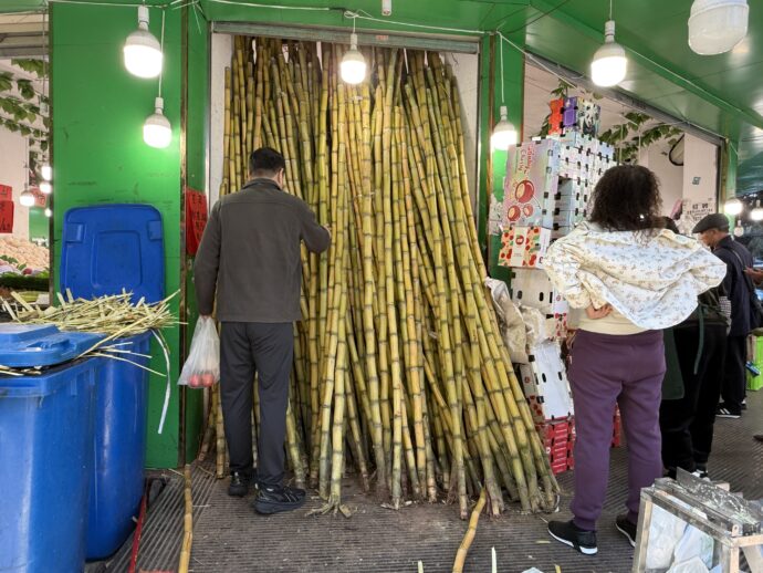 サトウキビ販売