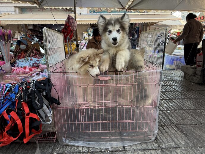 ケージのなかの犬