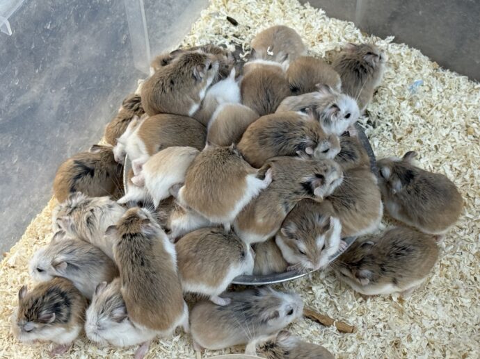 餌に群がるハムスター