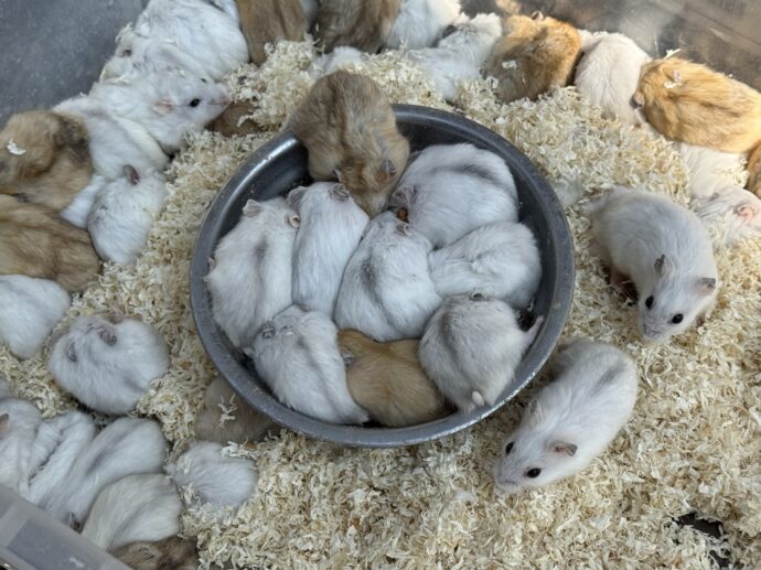 餌に群がるハムスター