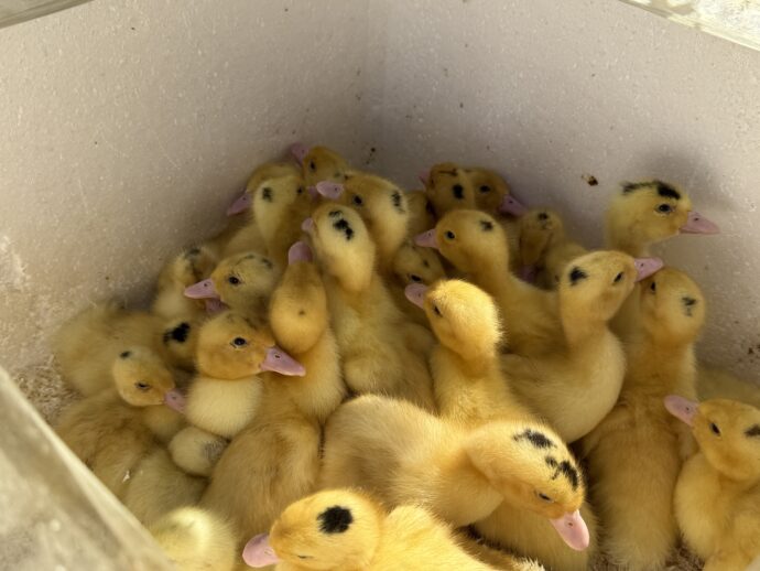 箱の中のヒヨコ