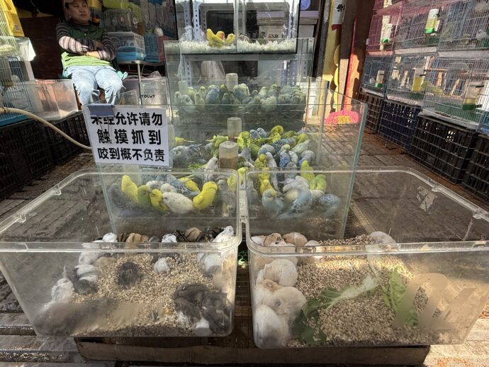 ケージの中の動物