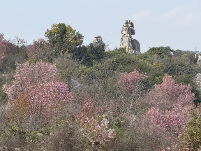 ピンクの花と奇岩
