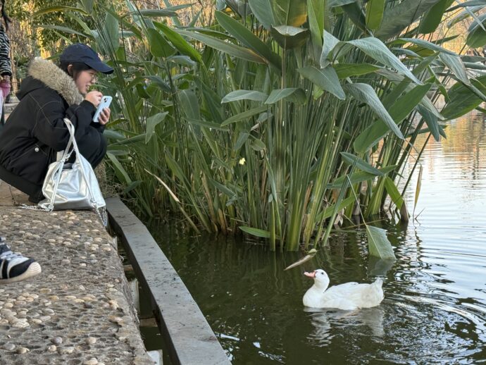白鳥に餌をやる人