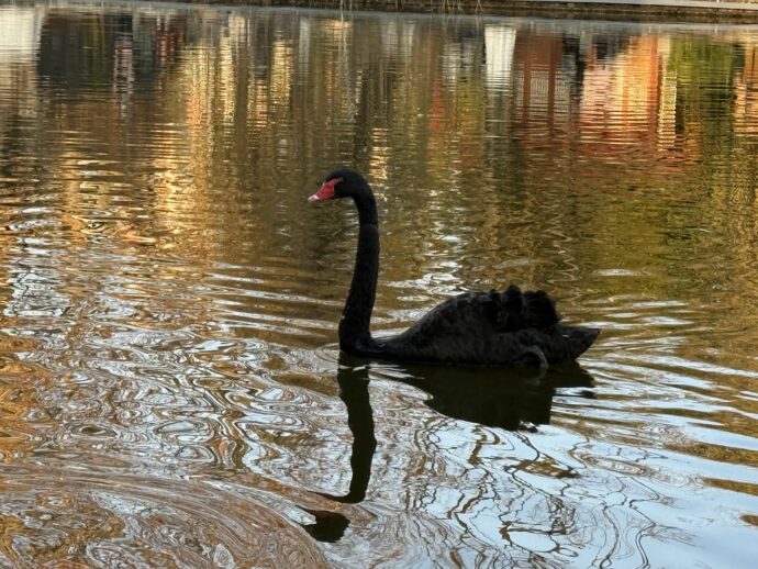 ブラックスワン