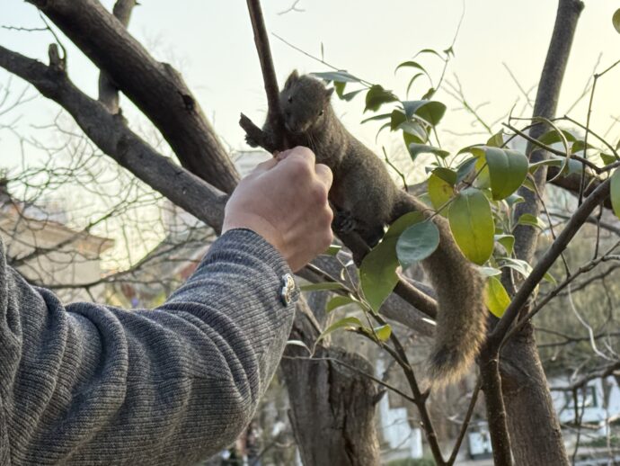 餌を食べるリス