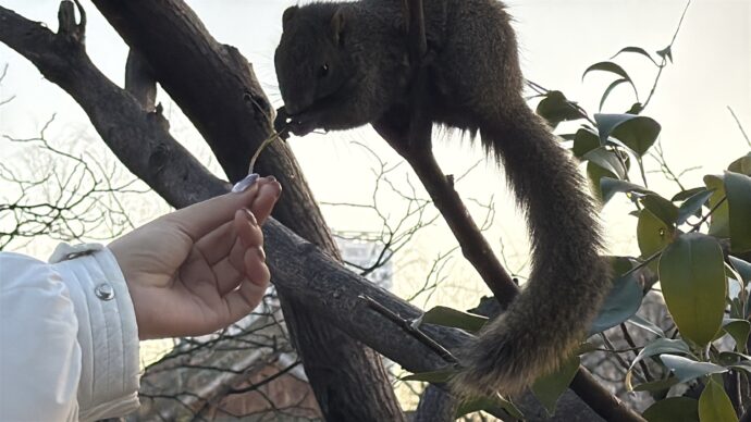 餌を食べるリス