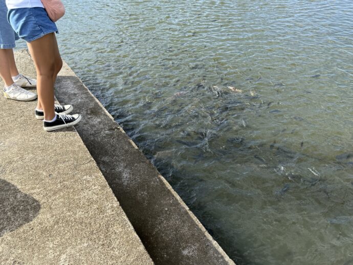 魚に餌やり