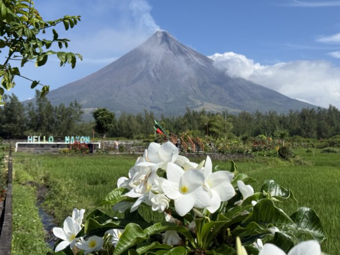 白い花とマヨン火山