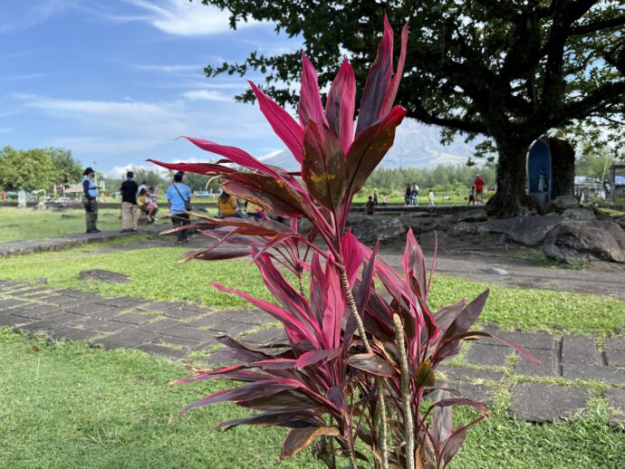 赤いはっpの植物