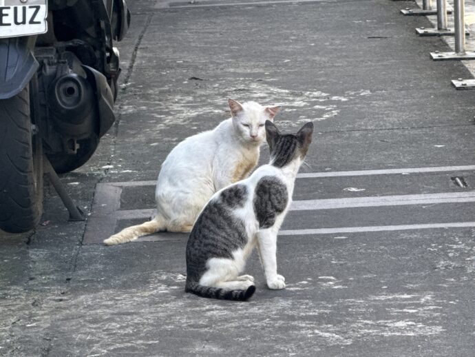 おしゃべりする猫