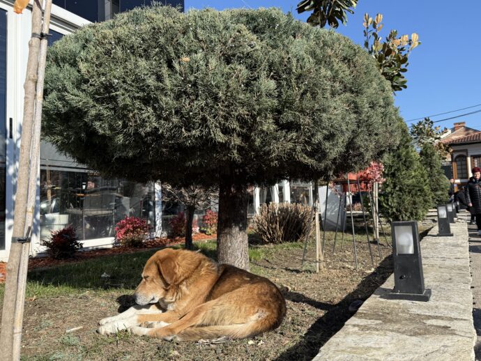 木の下で眠る犬