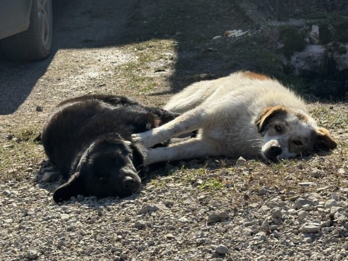 中の良い犬たち
