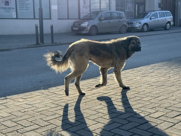 追いかけてくる犬