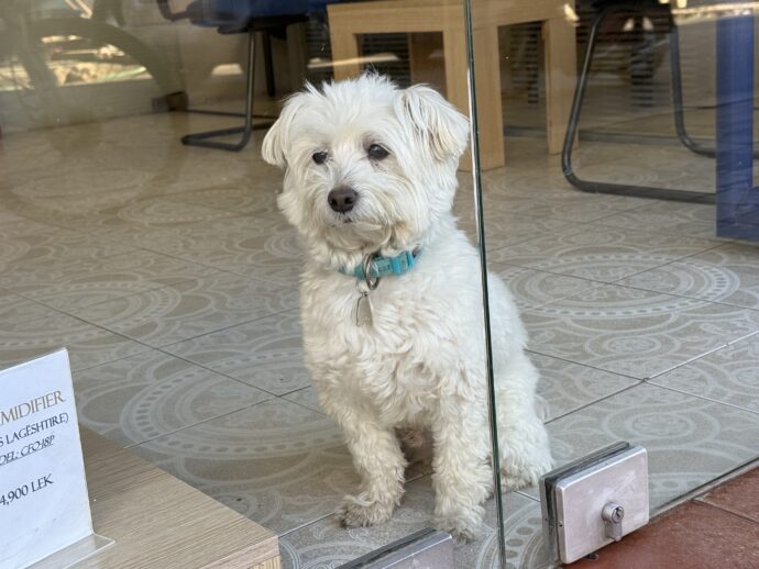 美容室内のお留守番犬