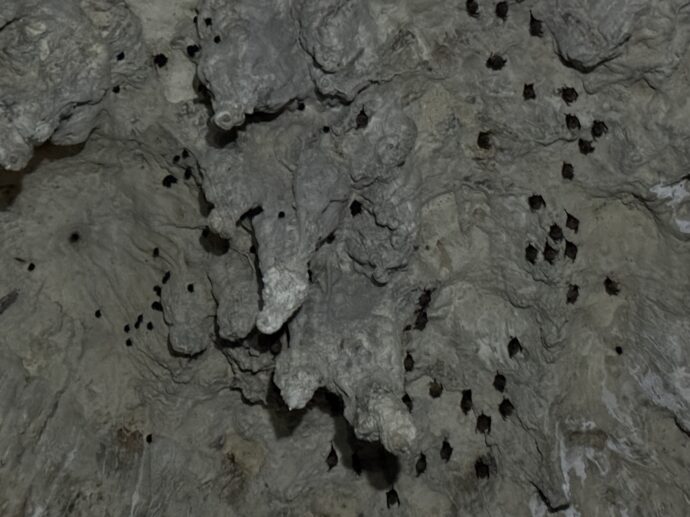 コウモリの集団