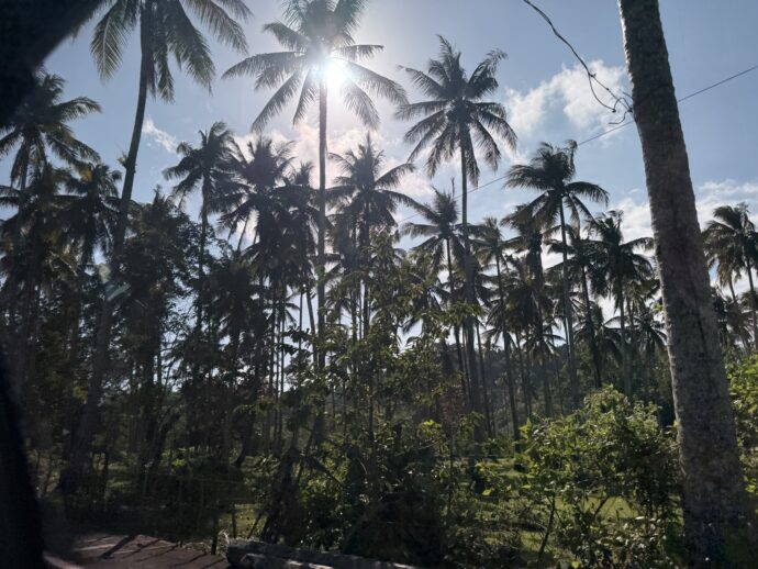 窓から見えやしの木