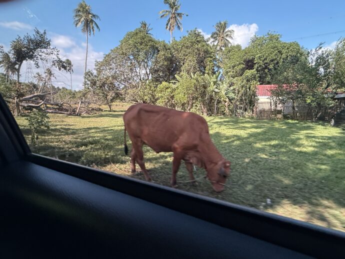 窓から見えるヤギ