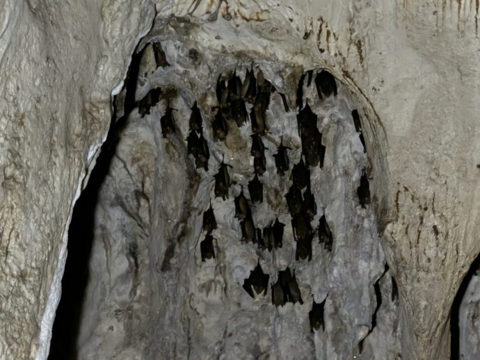 コウモリの集団