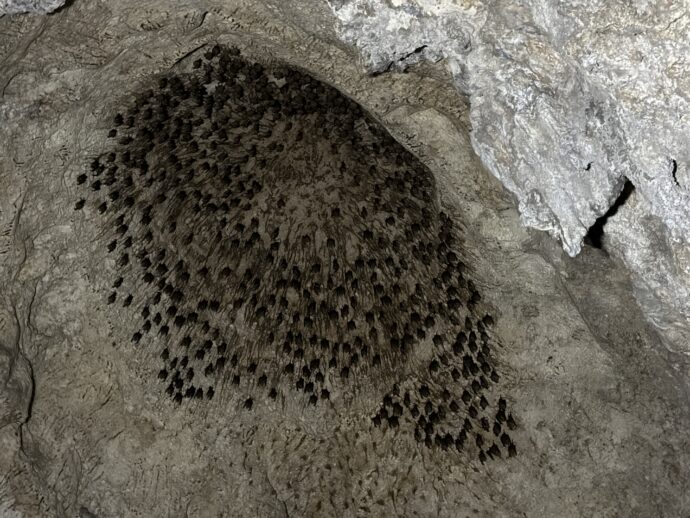 コウモリの集団