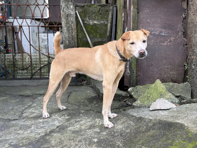 アルバイ地区の犬