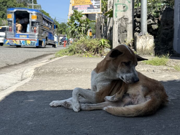 寝そべる犬