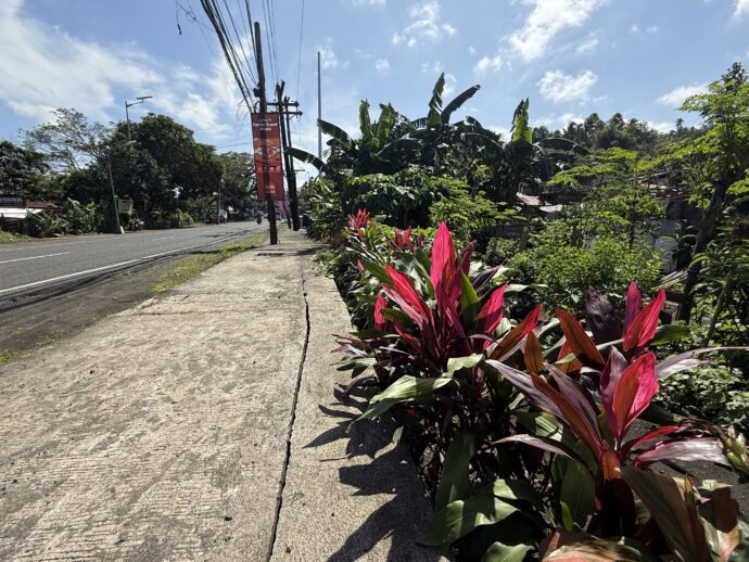 赤い葉っぱの植物の咲く道